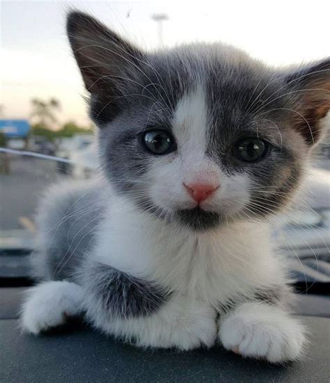 Grey And White Kitten Kitten Pictures Cats And Kittens Kittens Cutest