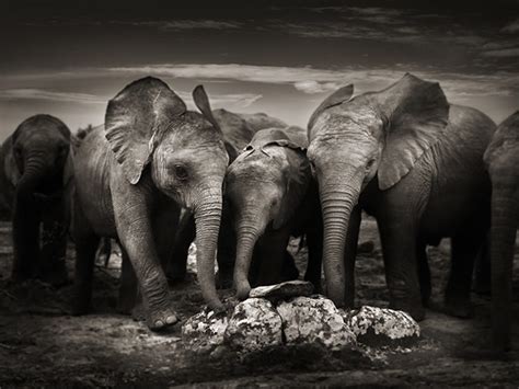 Amazing Photos Of African Elephants
