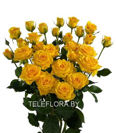 Send Bouquet Of 5 Yellow Spray Roses Online Flowers Delivery In Minsk