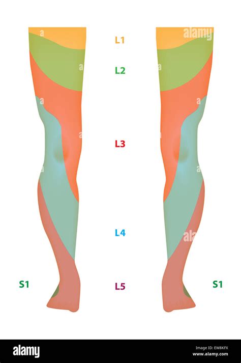 Dermatomes Of Lower Limb Great Toe L4 Reflexology Foot Map Dermatome Map