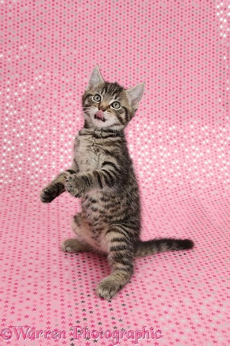 Cute Tabby Kitten On Starry Background Photo Wp36429
