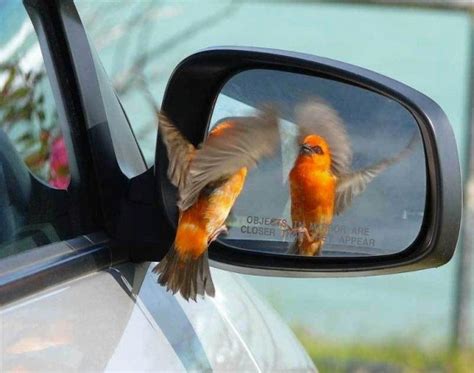 Objects In The Mirror Are Closer Than They Appear Imghumour