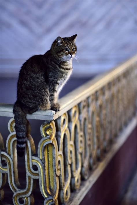 The Famous Hagia Sophia Cat Hagia Sophia Cats Cute Cat Wallpaper