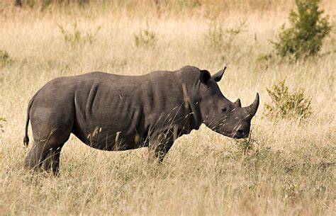 South Africa Safari 4 Day Kruger National Park Request