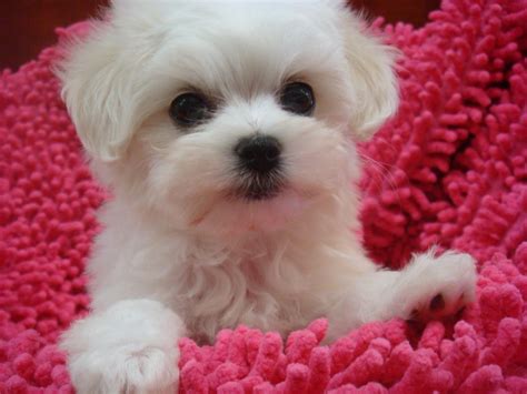 Cute Puppy Dogs Cute Maltese Puppy
