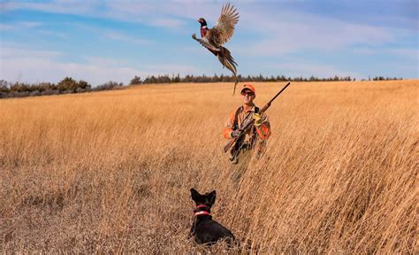 The Best Pheasant Hunting In South Dakota Mancavity