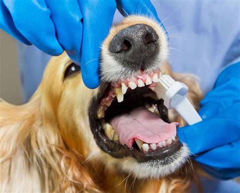 Pet Dental Care Redstone Veterinary Hospital Columbus Ne Redstone