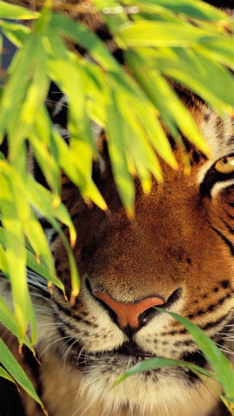 Free Download Animal Tiger Bing Background Download