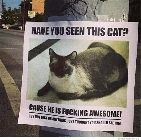You Have Decided Here Are The Best Cat Memes Of The Decade Top 100 51 I Can Has Cheezburger