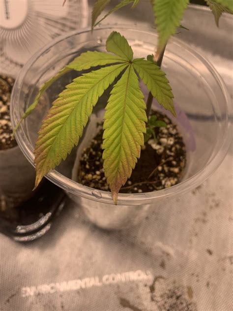 Brown Tips Yellowing And Maybe Pink In Leaves Cannabis Growing
