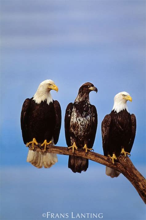 Bald Eagle Adults And Juvenile Haliaeetus Leucocephalus Alaska Pet