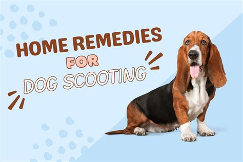 11 Safe And Effective Home Remedies For Dog Scooting
