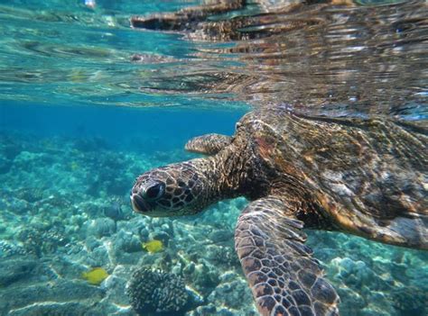 Endangered Green Sea Turtle Swims In South Kona Seas Hawaii Reporter