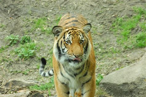 The objective of the day is to advance a. Come Celebrate International Tiger Day at the Zoo ...