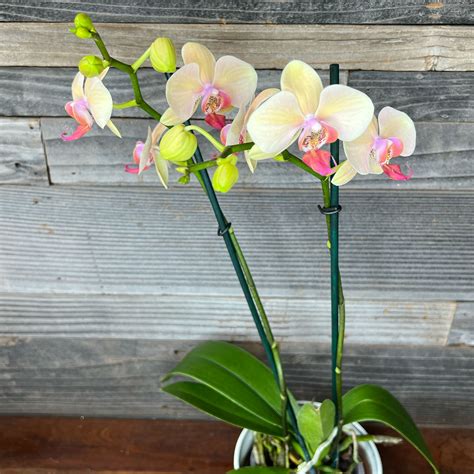 Phalaenopsis Double Stem Orchids 5 Pot Plant Hawaii