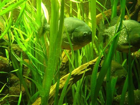 More images for how to spell piranha fish » green piranhas | Fish, Fish pet, Green