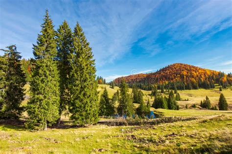 Spruce Trees In The Valley In Autumn Stock Photo Image Of Beautiful