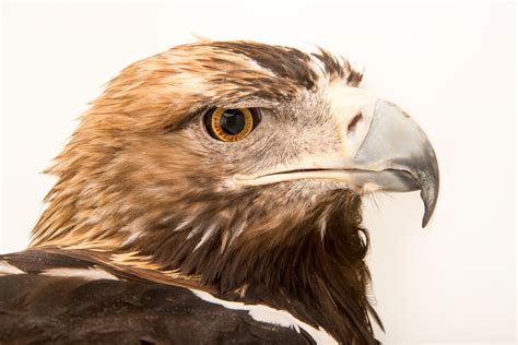 Spanish Imperial Eagle Rare Creatures Of The Photo Ark Official
