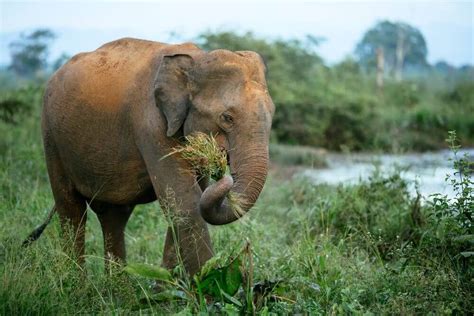 A Importância Dos Herbívoros Saiba Mais Aqui Meus Animais