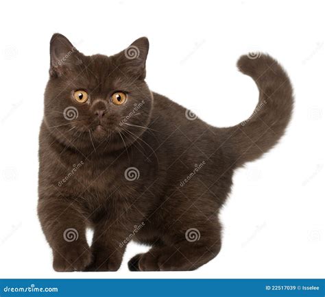 Black British Shorthair Kittens