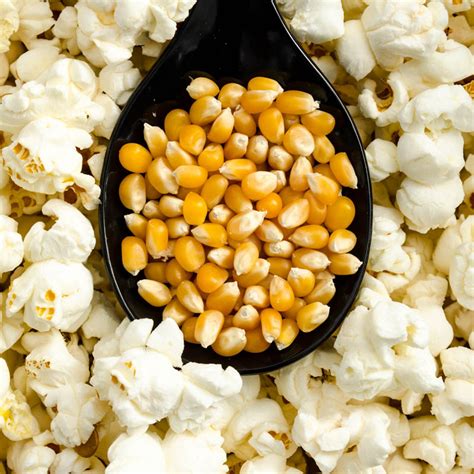 Pops The Lid Off Hybrid Popcorn Gurneys Seed And Nursery Co