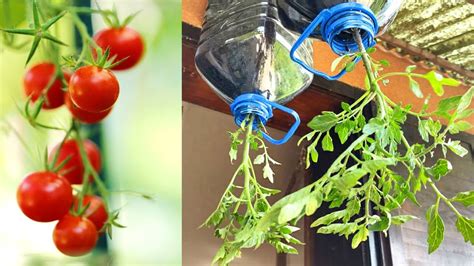 How To Grow Upside Down Tomato Plants In Plastic Bottle New Method Of