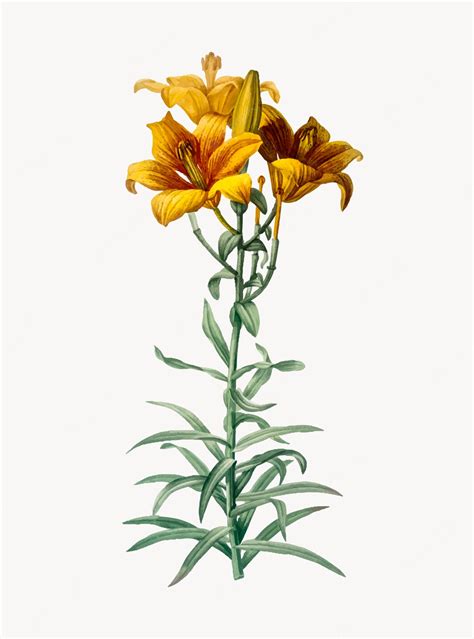 Free Vector Vintage Illustration Of Fire Lily