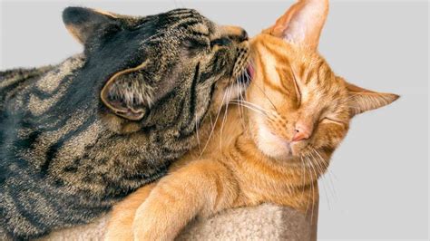 Why Do Cats Groom Each Other Catology