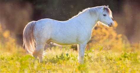 Welsh Pony The Worlds Most Popular Pony Breed