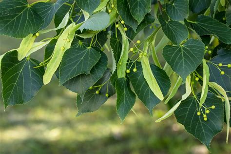 How To Identify American Basswood Trees