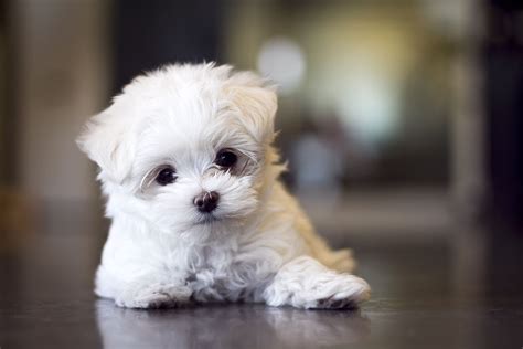Cute Maltese Puppy Pets Amazing Pets Pinterest