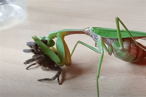 Praying Mantis Eating Spider