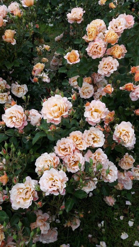 Are you looking for flower wallpaper? Aesthetic Flowers Wallpapers - Wallpaper Cave
