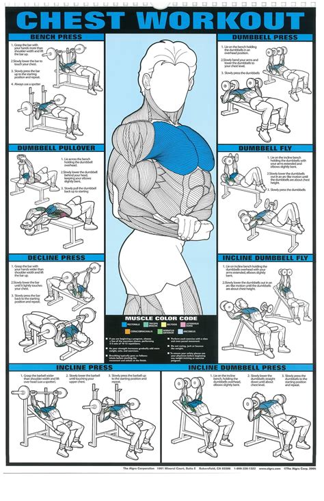 Chest Workout Wall Chart Professional Bodybuilding Fitness Gym X My Hot Sex Picture