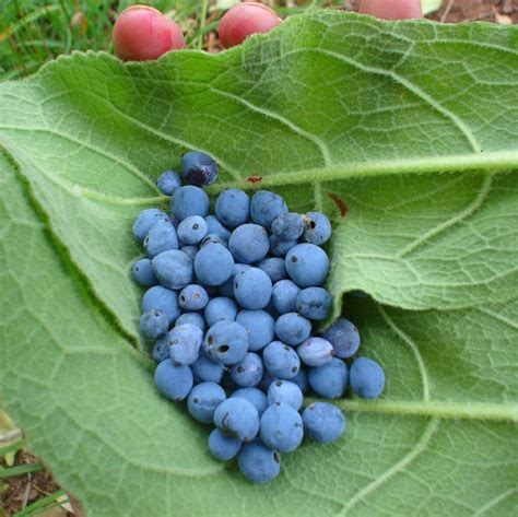 Oregon Grape Edible Wild Plants Of The Pacific Northwest Pinterest