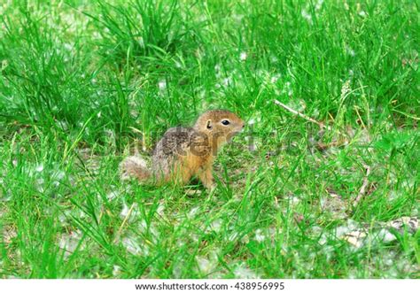 Baby Gopher Portrait Funny Gopher On Stock Photo 438956995 Shutterstock