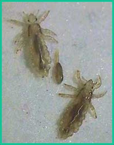 Headlice Plant And Pest Diagnostics