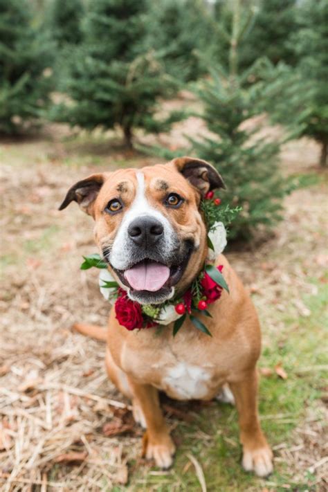 This Puppy Filled Holiday Shoot Will Be The Cutest Thing Youll See All
