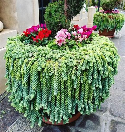 Hanging Donkey Tail Plant Care Donkey Tail Hanging Plants Pretty