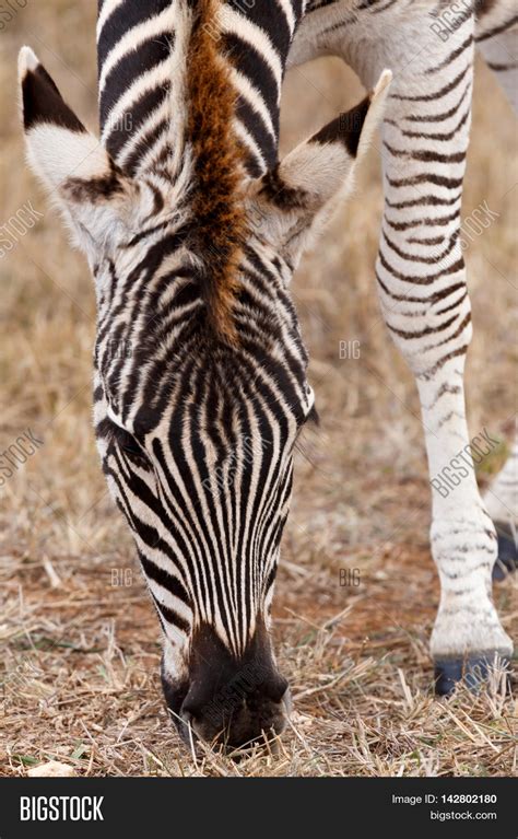 Front View Burchells Zebra Image And Photo Bigstock