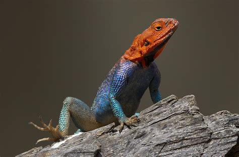 This species is also sometimes known as the american chameleon owing to the fact that it can change colors like them. Lizard | San Diego Zoo Animals & Plants