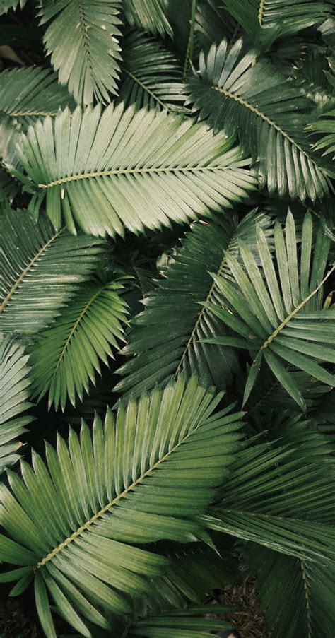 Tropical Leaves Botanicals Leaf Phone Wallpaper Idea Wallpapers