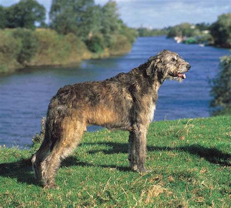 Irish Wolfhound Wiki Everything Animals🐾 Amino