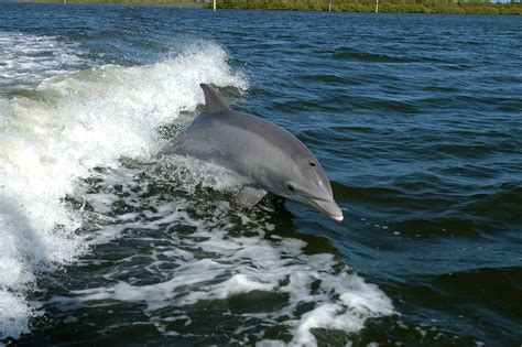 X Ray Mag Uk Sees Record Sightings Of Whales Dolphins And Seals