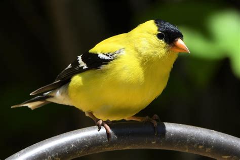 10 Famous Singing Birds Around The World Depth World