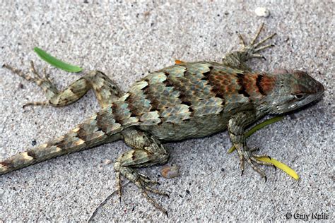 Texas Spiny Lizard Sceloporus Olivaceous