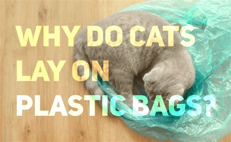 Why Do Cats Lay On Plastic Bags Catwiki