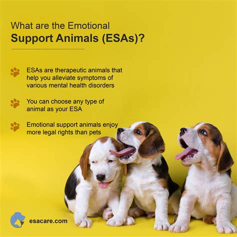 5 Benefits Of Emotional Support Animals Esas Esa Care