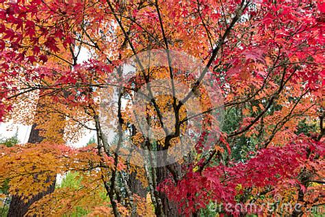 Japanese Maple Trees In Autumn Stock Image Image Of Colors Nature