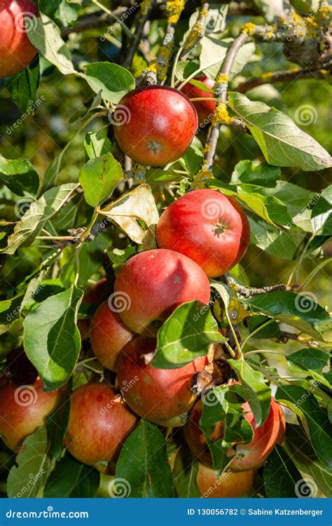 Appel Tree In The Garden Stock Photo Image Of Autumn 130056782